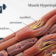 De wetenschap achter spiergroei